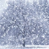 DX Winter Snow Screensaver