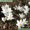 fiori e piante screensaver