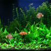 Free Aquarium Screensaver