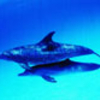 Free Dolphin Screensaver