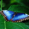 Free Enchanting Butterfly Screensaver