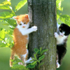 Free Fluffy Cat Screensaver