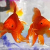 Free Goldfish Screensaver