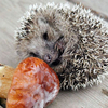 Free Hedgehogs Screensaver