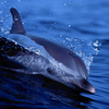 Free Living Dolphins Screensaver