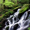 Free Living Forest Waterfall