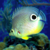 Free Marine Aquarium Screensaver