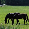 horse-racing-betting svr1