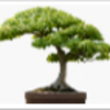 How To Bonsai