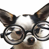 Humorous Pets Screensaver