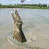 Hungry Crocodiles Screensaver
