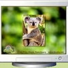 Koala Screen Saver