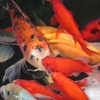 koi filters