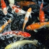 koi pond filters