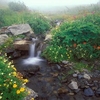 Living Olympic National Park Screensaver