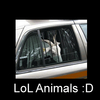 LoL Animals Screensaver