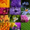 Macro Flowers I