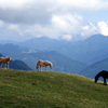 Majestic Horses Screensaver