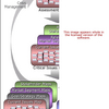 Markets Strategies Map Software