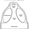 Mintzberg Configurations Software (MEGA)