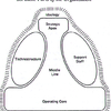 Mintzberg Model (MBA)