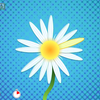 Multiplayer Daisy Petals