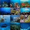 Ocean Life Photo Screensaver