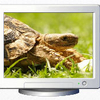 reptiles amphibians