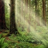 Serenity Forest Screensaver