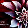 So Natural Screensaver
