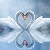 Swan Love Animated Wallpaper