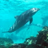 Tenerife Dolphins Screensaver