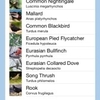Twigle Birds – A Field Guide to Birds of
