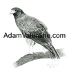 Wildlife Pencil Drawing